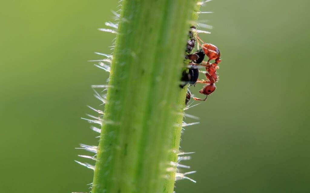 Ant Control Tips