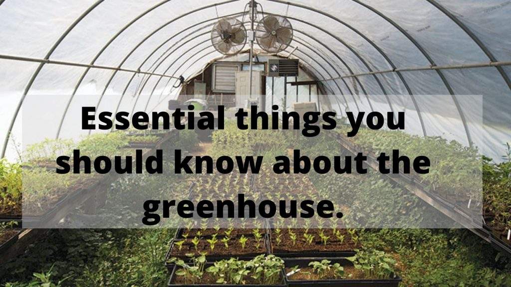 Know About the Greenhouse